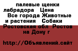 палевые щенки лабрадора › Цена ­ 30 000 - Все города Животные и растения » Собаки   . Ростовская обл.,Ростов-на-Дону г.